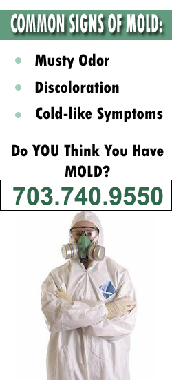 Arlington Mold Remediation Contractor